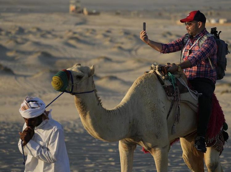 Potret Wisata Unta yang Laris Manis di Qatar