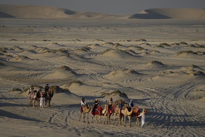 Wisata unta di Qatar Wisata unta di Qatar