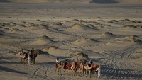 Qatar telah menerima lebih dari 1 juta turis dari Piala Dunia 2022. Sebagai negara padang gurun, wisata unta menjadi salah satu yang khas dan begitu diminati oleh turis. (AP/Ashley Landis)