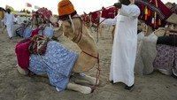 Meski hepi karena banyak turis, tapi Unta-unta ini dinyatakan kelelahan fisik karena hanya memiliki sedikit waktu istirahat. (AP/Ashley Landis)