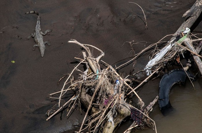 Seekor buaya yang berenang di Sungai Tarcoles, Kosta Rika, sungai yang paling kotor di Amerika Tengah. Foto diambil 21 November 2022. (Photo by EZEQUIEL BECERRA/AFP via Getty Images)