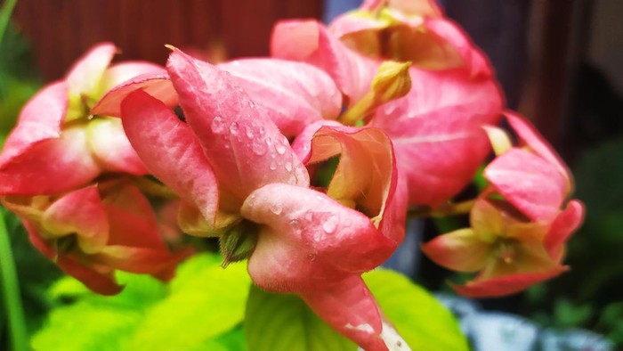 This is Nusa Indah flowers. The exotic flora from Indonesia.