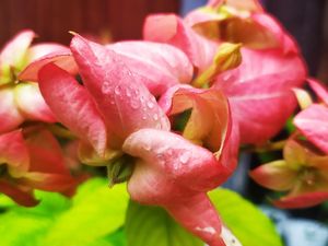 BRIN Ungkap 1.070 Flora di Indonesia Terancam Punah, Apa Sebabnya?