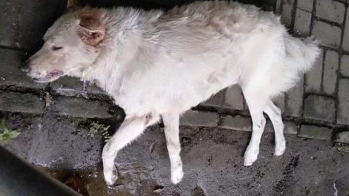 Anjing yang mati diduga diracun di Jalan Sekuta, Sanur Denpasar Rabu (30/11/2022.