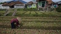 Sejumlah warga penyintas mulai kembali bertani sayuran untuk bahan pangan sebagai bentuk pemulihan pascagempa bumi di Cianjur.