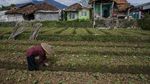 Bangkit! Warga Penyintas Gempa Cianjur Mulai Bertani