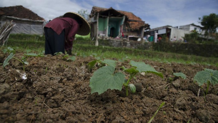 Bangkit! Warga Penyitas Gempa Cianjur Mulai Bertani Warga korban gempa Cianjur mulai berusaha bangkit. Beberpa dari mereka mulai kembali bertani sayuran sebagai bentuk pemulihan pascagempa.