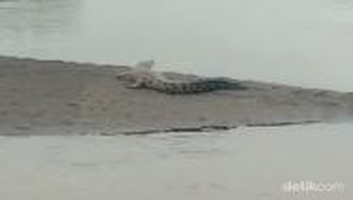 buaya di sungai bondoyudo