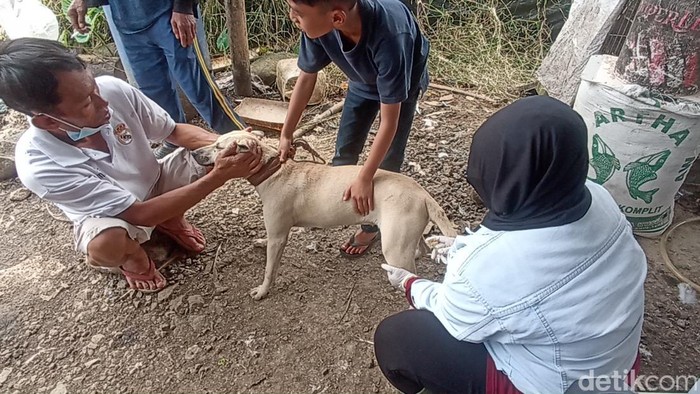 Dokter hewan dan relawan berikan vitamin untuk hewan peliharaan yang terdampak gempa di Cianjur
