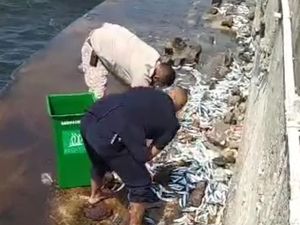 BMKG Ungkap Dugaan Penyebab Ikan-ikan Menepi di Pantai Mutiara
