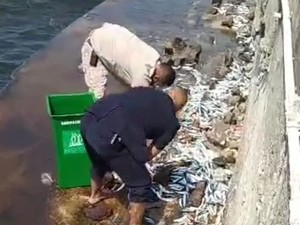 Fenomena Ikan-ikan Menepi di Pantai Jakarta Utara