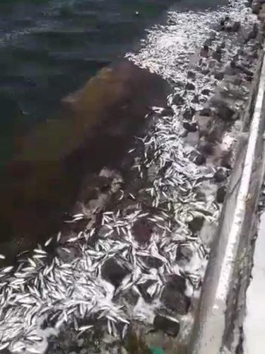Fenomena ikan-ikan menepi ke Pantai Marina, Jakarta Utara.