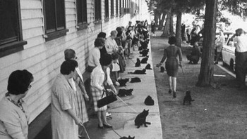 Pendaftaran untuk casting kucing hitam untuk keperluan syuting film Edgar Allen Poe pada tahun 1961. Foto: Instagram/librarybizarre