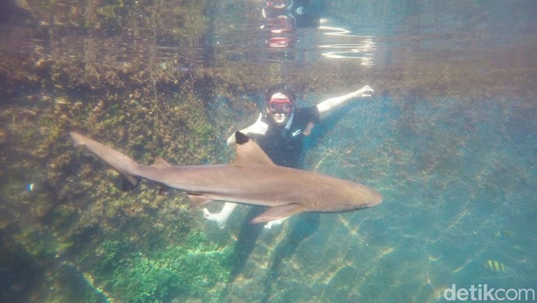 hiu bangsring underwater hiu bangsring underwater