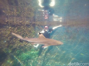 Berani Enggak? Berenang dengan Hiu Sirip Hitam