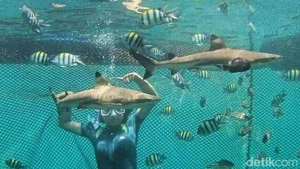 hiu bangsring underwater