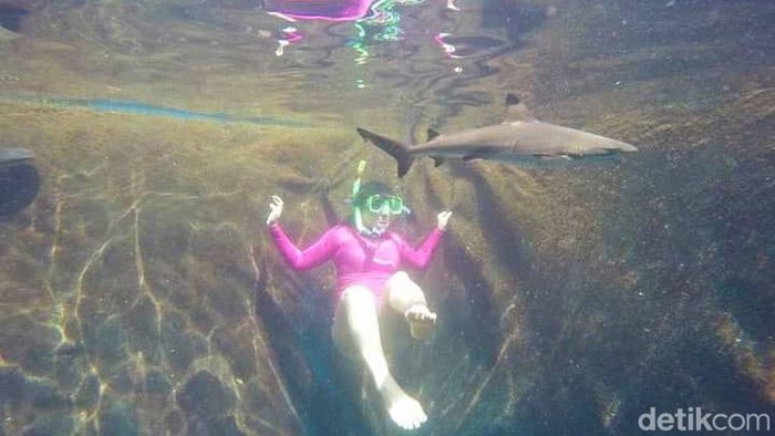 hiu bangsring underwater