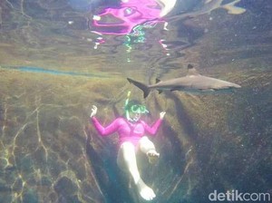 Mau Berenang Bareng Hiu Sirip Hitam, Datanglah ke Banyuwangi