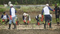 Menanam mangrove menjadi salah satu bagian dari kegiatan Perwira Penggerak sebagai bentuk kepedulian terhadap lingkungan untuk mencegah terjadinya abrasi dan pengikisan garis pantai.