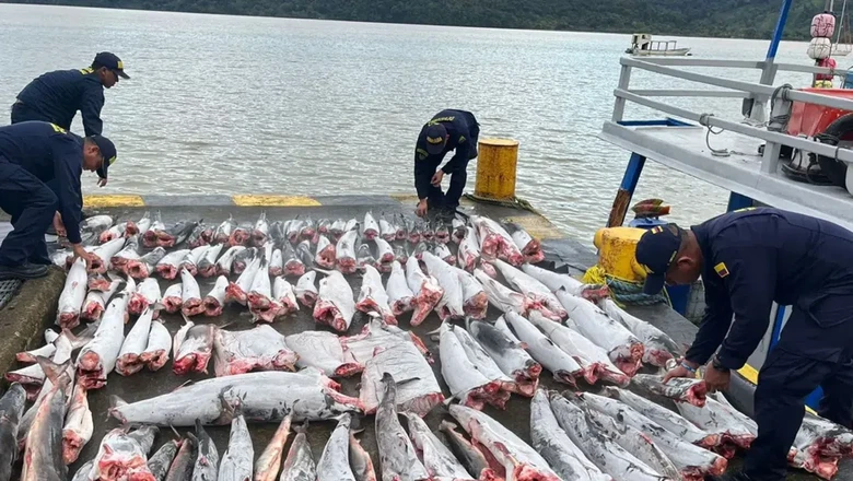 Ikan Hiu Ilegal Disita di Kolombia Ikan Hiu Ilegal Disita di Kolombia