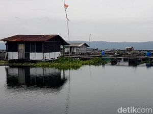 Puluhan Ribu Kolam Jaring Apung di Jatiluhur Akan Ditertibkan