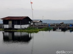 Ikan di Waduk Jatiluhur Mati Massal gegara Cuaca Buruk