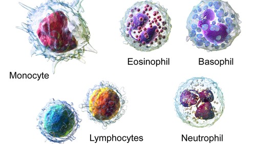 Ilustrasi leukosit di dalam tubuh.