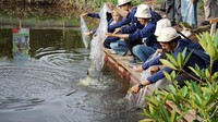 Mencapai kemandirian pangan dengan menebar bibit ikan nila yang akan dipelihara dan dijaga oleh masyarakat DesaPangkalan Jambi.