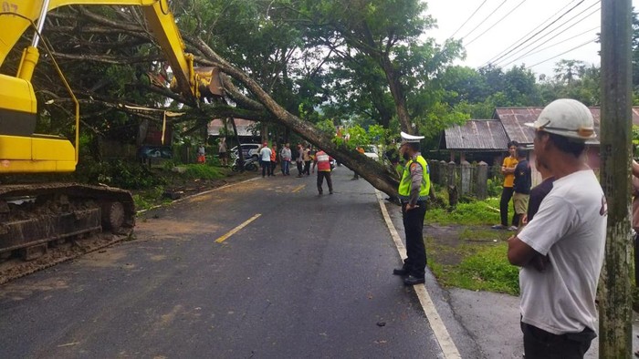 Pohon tumbang di Manado, Sulut.