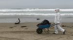 Positif Flu Burung, 13 Ribu Pelikan Mati di Pantai Peru