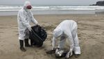 Positif Flu Burung, 13 Ribu Pelikan Mati di Pantai Peru