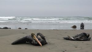 Positif Flu Burung, 13 Ribu Pelikan Mati di Pantai Peru