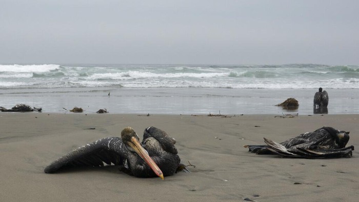 Positif Flu Burung, 13 Ribu Pelikan Mati di Pantai Peru Dead pelicans lay on Santa Maria beach in Lima, Peru, Tuesday, Nov. 29, 2022. At least 13,000 pelicans have died so far in November along the Pacific of Peru from bird flu, according to The National Forest and Wildlife Service (Serfor) on Tuesday. (AP Photo/Guadalupe Pardo)
