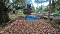 Madu hasil budi daya lebah ini dijual mulai Rp 80 ribu sampai Rp100 ribu per kilogram.