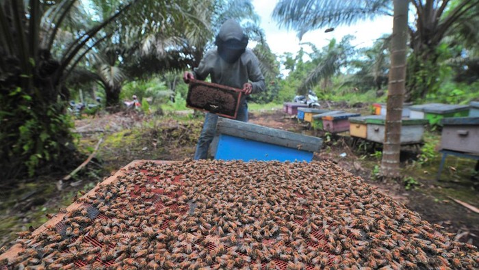 PRODUKSI MADU LEBAH BUDI DAYA Pekerja menyusun rumah buatan bagi lebah madu (Apis mellifera) saat panen di tempat budi daya lebah madu Sabak, Merbau, Tanjungjabung Timur, Jambi, Selasa (29/11/2022). Madu hasil budi daya lebah yang dijual mulai Rp80 ribu sampai Rp100 ribu per kilogram itu produksinya turun hingga 80 persen karena musim hujan atau dari rata-rata 3,9 ton per bulan menjadi sekitar 800 kilogram dalam tiga bulan terakhir. ANTARA FOTO/Wahdi Septiawan/nym.