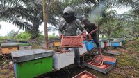 Saat ini produksi madu turun hingga 80 persen karena musim hujan atau dari rata-rata 3,9 ton per bulan menjadi sekitar 800 kilogram dalam tiga bulan terakhir.