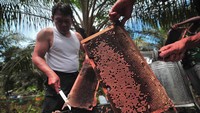 Pekerja memanen madu dari lebah (Apis mellifera) di tempat budi daya lebah madu Sabak, Merbau, Tanjungjabung Timur, Jambi, Selasa (29/11/2022).
