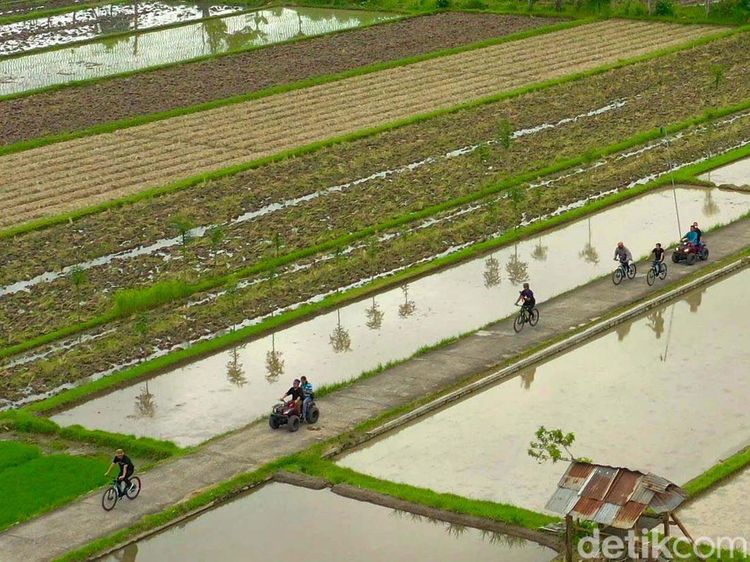 Sejuknya Udara Persawahan di Desa Wisata Bilebante Lombok