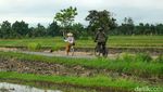 Sejuknya Udara Persawahan di Desa Wisata Bilebante Lombok
