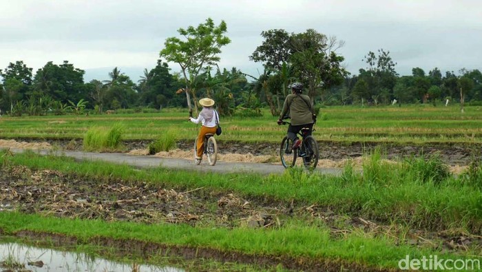 Sejuknya Udara Persawahan di Desa Wisata Bilebante Lombok Desa Wisata Bilebante di Lombok, menjadi destinasi baru di mata wisatawan domestik maupun asing. Yuk menikmati kesejukan udara di persawahan desa tersebut.