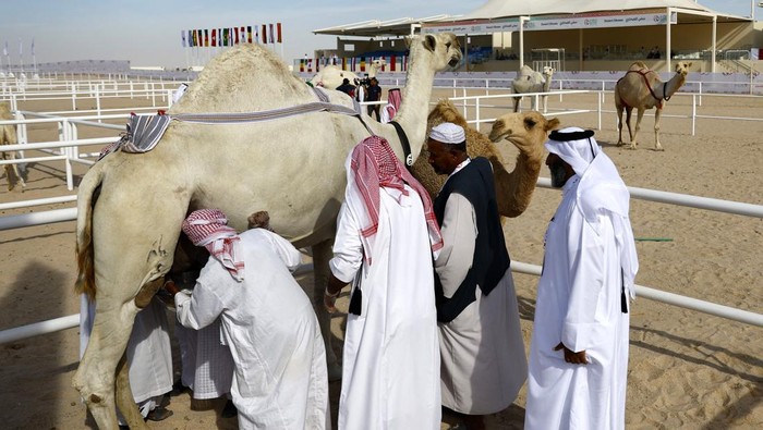 Soccer Football - FIFA World Cup Qatar 2022 - Camel Beauty Contest - Ash-Shahaniyah, Qatar - November 29, 2022 Camels during the beauty contest REUTERS/Suhaib Salem