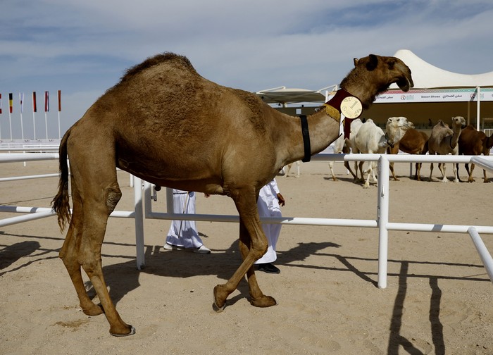 Soccer Football - FIFA World Cup Qatar 2022 - Camel Beauty Contest - Ash-Shahaniyah, Qatar - November 29, 2022 Camels during the beauty contest REUTERS/Suhaib Salem