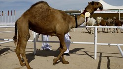 Kloning Unta Adalah Bisnis Besar di Dubai, Harganya Lebih dari Setengah Miliar