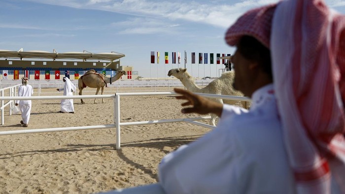 Soccer Football - FIFA World Cup Qatar 2022 - Camel Beauty Contest - Ash-Shahaniyah, Qatar - November 29, 2022 Camels during the beauty contest REUTERS/Suhaib Salem