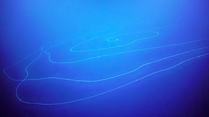 Siphonophore