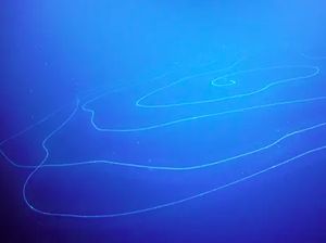 Hewan Laut Sepanjang 45 Meter Ini Bikin Para Ilmuwan Terpana