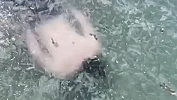 Video Detik-detik TikToker Hampir Mati Berenang di Bawah Lapisan Es