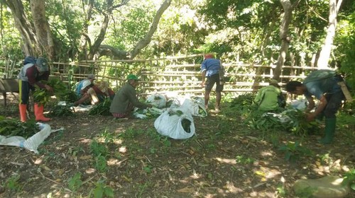 Warga Kampung Lita, Dusun Pongtopak, mendapat bantuan setek vanili dari Pemerintah Desa Siru, Kecamatan Lembor, Kabupaten Manggarai Barat, NTT. (Foto: Ist)