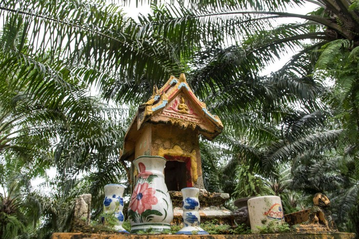 SURAT THANI, THAILAND - 2022/05/16: A spirit house, aimed to protect local spirits, is erected in a palm oil plantation. Thailand is the third largest producer of palm oil in the world. With a production of 2.80 million tons (2019) the country comes largely behind Indonesia (42.50 million tons) and Malaysia (19 million tons). In Thailand the industry is driven by smallholders who manage over 75% of the countrys palm plantations, located mostly in the south. Palm oil is essentially used domestically in edible oil, biodiesel and safety stock. (Photo by Thierry Falise/LightRocket via Getty Images)