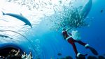 Aksi Sinterklas Menyelam Bersama Ikan-ikan untuk Sambut Natal